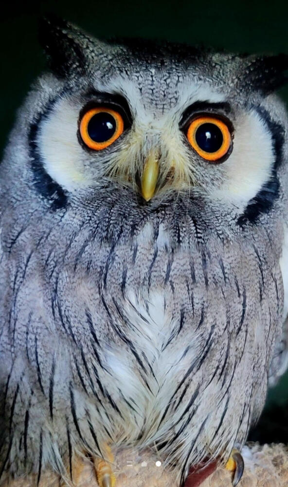 African White Faced Owl