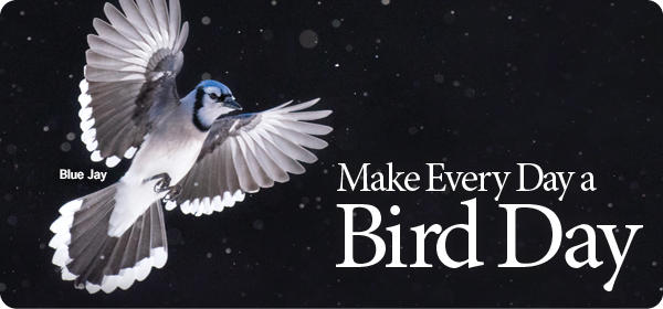 Blue Jay in Flight Poster