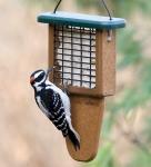 Wild Birds Unlimited Tail Prop Suet Feeder