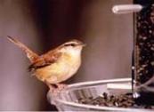 Tube Wren